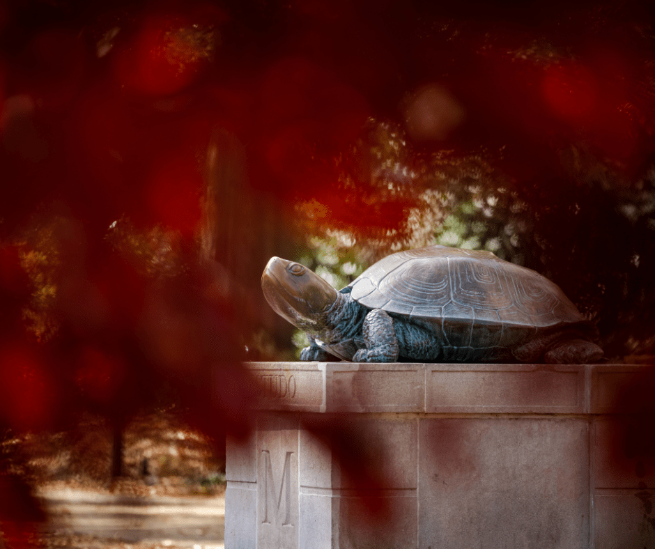 testudo statute and red leaves